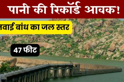 jawai bandh today latest update 2024